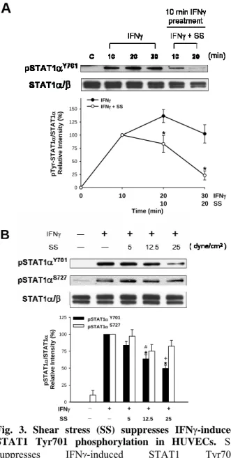 Fig. 4. Shear stress (SS) suppresses IFNγ-induced  JAK/STAT1 activation in BAECs. SS suppresses  IFNγ-induced JAK/STAT1 tyrosine phosphorylation in a  time- dependent manner
