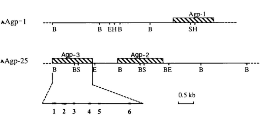 FIG. 1. Partial restriction map of «,-acid glycoprotein genomic clones, XAgpl and XAgp25