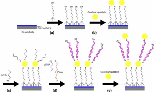 Fig. 5. Chemistry of the attachment of thiol-modiﬁed DNA oligomers to self-assembly AuNPs monolayer