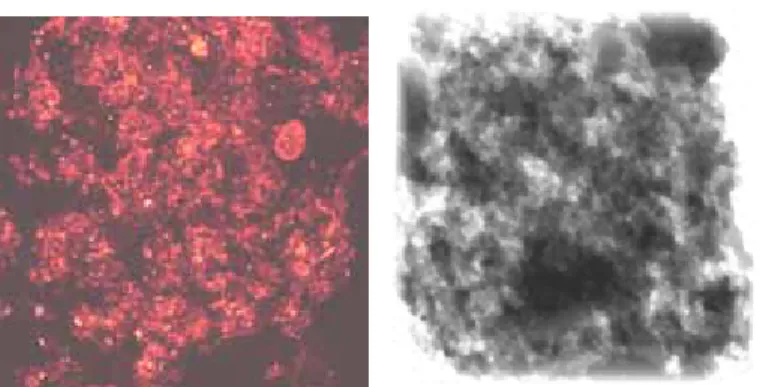 Fig. 8    Original floc: (a) one typical CLSM sliced image; (b)  three-dimensional view of floc biomass 