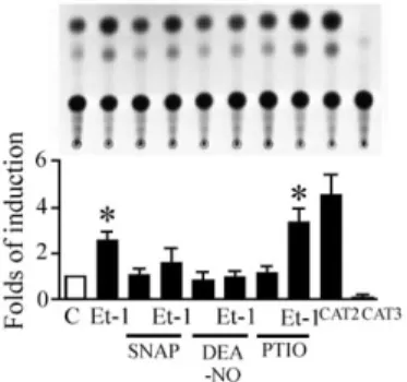 Figure  6:  NO  Regulates  Et-1–Induced  ERK Phosphorylation