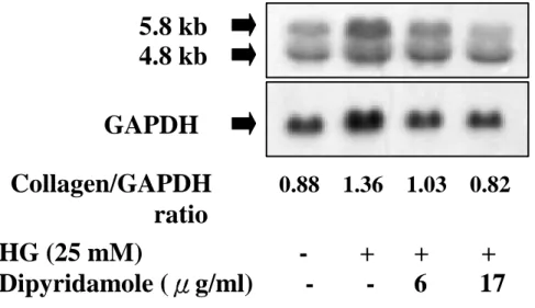 Figure  1.  The  effect  of dipyridamole  on  HG-induced  proá1(I)  mRNA  expression  of  HPMC
