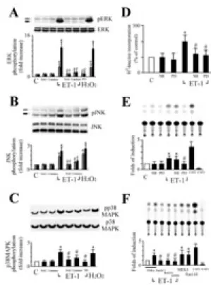 Figur e 4. ET-1-induced protein synthesis and  β-MyHC  gene  expression  via  ERK  by  a  redox-sensitive  manner