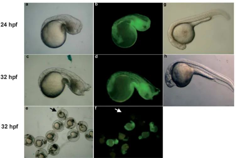 Fig. 1 Observation of chordin-morphants. Chordin-morphants de- were also illustrated. Arrows indicate that no green signals were veloped at 24 (a, b) and 32 hpf (c–f) were observed and photo- detected in chordin-MO-injection group (f), resulting in normal 