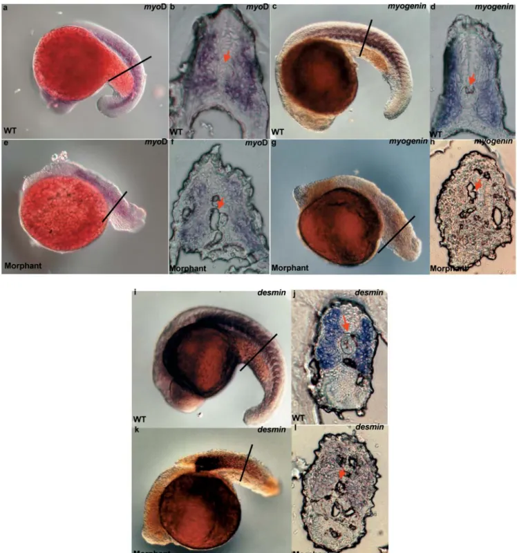 Fig. 3 Expression patterns of myoD, myogenin, and desmin tran- h, j and l) were performed using riboprobes as indicated