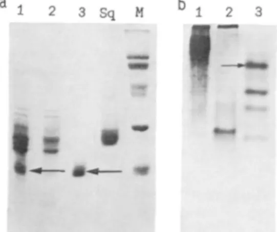 Fig. 2. Gel electrophoresis of the isolated crystallins under denaturing (SDS-PAGE) (a) and nondenaturing (b) conditions in the presence of 5 mM dithiothreitol.