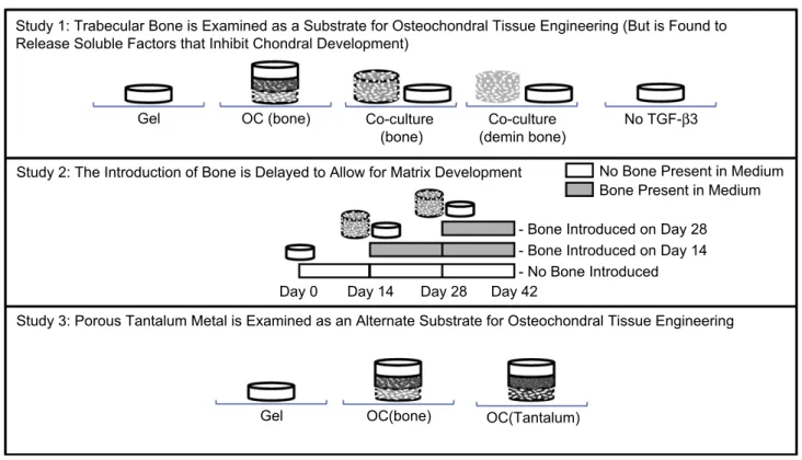 Fig. 1. Schematic of experimental design. Study 1: Gel: single-phase chondrocyte-seeded agarose constructs serve as controls, OC(bone): multi-phase osteochondral constructs formed with a trabecular bone substrate, Co-culture(bone): single-phase gel culture