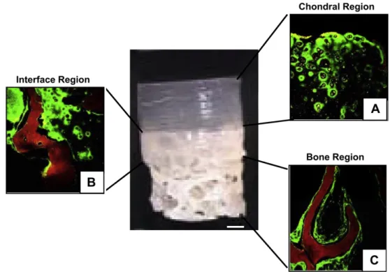 Fig. 3. Type II collagen deposition (green) in upper gel region (A), interface region (B) and by chondrocytes migrating to the lower bone region (C)