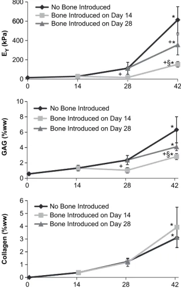 Fig. 4. Study 2: Co-culture of Gel with bone introduced to a subset of controls at different times in culture (either on day 14 or on day 28)
