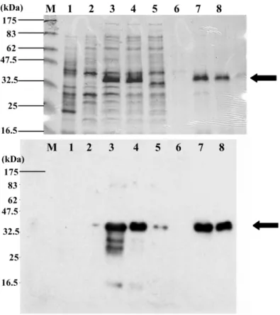 Fig. 6. Protein and Western blot analyses during the recombinant tilapia MyoD purification process