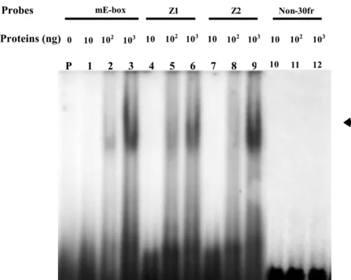 Fig. 7. EMSA experiment for examining the DNA-binding activities of purified recombinant tilapia MyoD protein