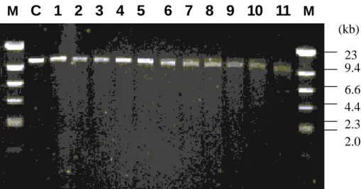 Figur e 1. Unidirectional deletion fr agments of pRHO1-8kb.  Lane  M:  molecular  weight marker, λDNA/Hind III; lane C: plasmid, pRHO1-8kb, linearized with Apa I &amp; Xho I; lanes 1~11:  successive  deletion  fragments  from  the  beginning  (time  =  0) 