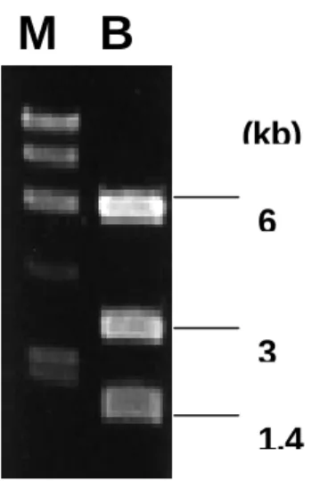 Figur e  2.  Agar ose  gel  electrophoresis  of  pRHO1-66  digested  by BssHII.  Lane  M: