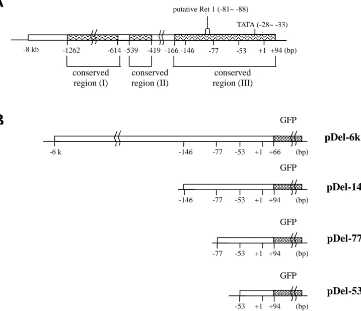 Figur e  4.  Maps  of  the  type  I  r hodopsin  gene  upstream-GFP  fusion  constr uct