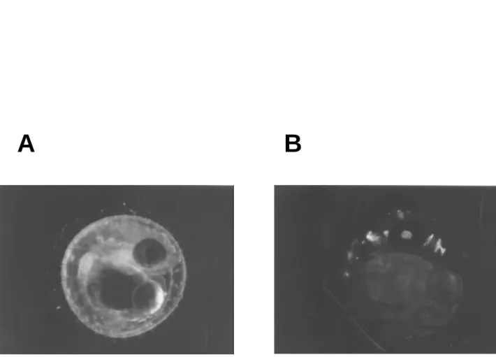Figur e 6. GFP expr ession on the retina of the tr ansgenic fish embr yo micr oinjected with pDel-6k