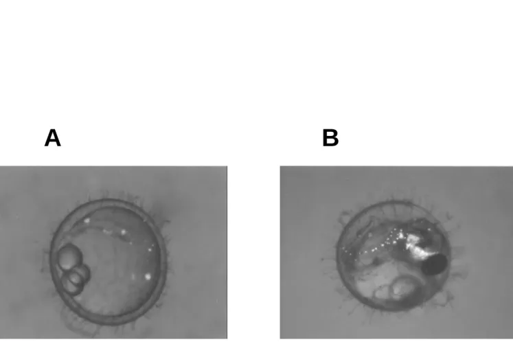 Figur e  7.  GFP  expr ession  on  yolk  sac  and  embr yos  of  tr ansgenic  fish  microinjected with pDel-53
