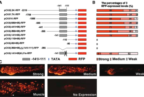 Fig. 3 Red ﬂuorescent protein (RFP) ex- ex-pression levels of transgenic zebraﬁsh  em-bryos injected with various upstream regions of the zebraﬁsh cytokeratin II (zfCKII) gene