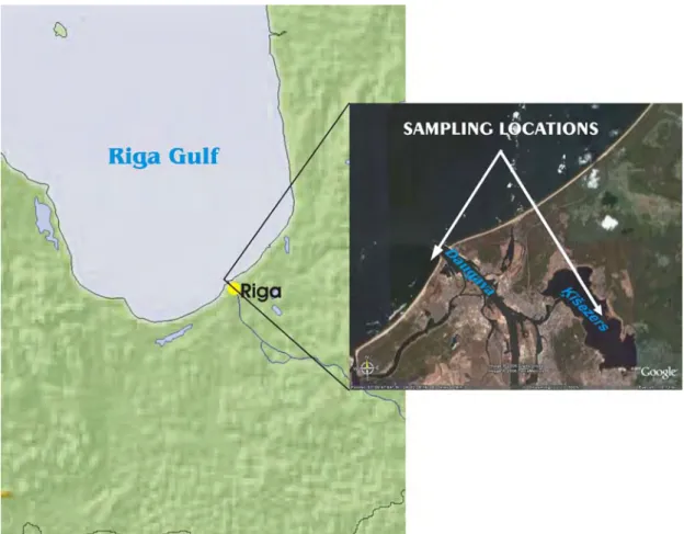 Fig. 11. Perch sampling locations in lake Ķīšezers and coastal zone in 2005 