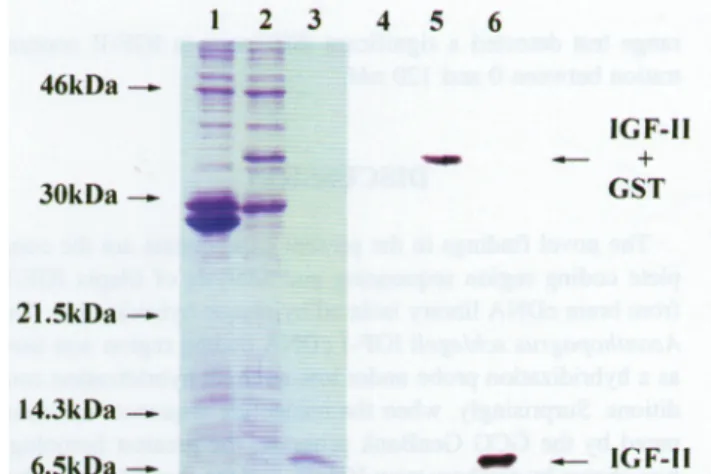 FIG. 5. Expression of tilapia EGF-II mature peptide in E. coli BL21(DE3). Cells were cultured in 2YT medium with 100