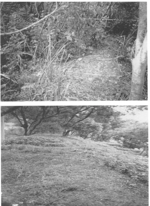 FIG. 1. Relatively bare surface under the canopy of Acacia confusa; (top) at the Tachia site and (bottom) from the roadside along Chungshan freeway at Linkow area.
