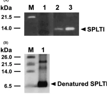 Fig. 1. (A) Trypsin-inhibitory activity assay of proteins from sweet potato leaves. Protein samples dissolved in sample buffer without  b-mercaptoethanol were resolved on 15% SDS-PAGE, and then assayed for trypsin-inhibitory activity