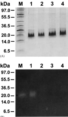Fig. 5. RNA blot analysis of SPLTI gene expression from different organs of sweet potato under water deficiency for 5 days