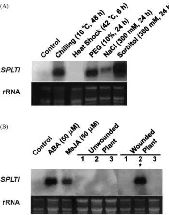 Fig. 6. RNA blot analysis of SPLTI gene expression under environ- environ-mental stresses