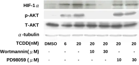 Fig 5 Effect of inhibitors of PI3K and MEK on HIF-1 expression in TCDD-treated trophoblast cells