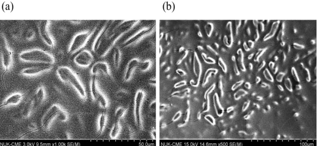 Figure 3- 1 PBICB 在放大倍率(a)500 和(b)1000 的 SEM 影像。 