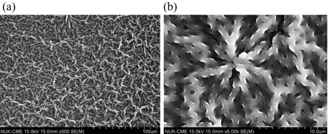 Figure 3- 7 PBICT 在放大倍率(a)500 和(b)5000 的 SEM 影像。 