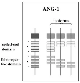 圖 6. Angiopoietin-1 的結構 (Winston et al., 2007) 