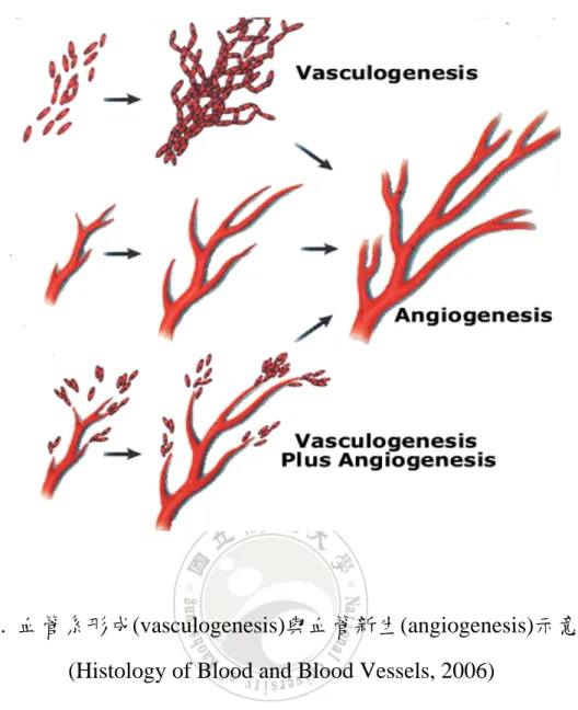 圖 7.  血管系形成(vasculogenesis)與血管新生(angiogenesis)示意圖 (Histology of Blood and Blood Vessels, 2006) 