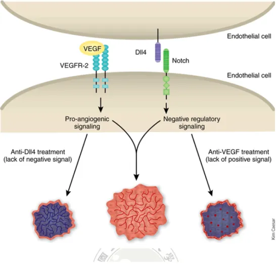 圖 11. VEGF/FLK 與 Notch/DLL-4 訊息傳遞路徑與血管新生的關係 (Nature Biotechnology 25, 300~ 302 , 2007) 