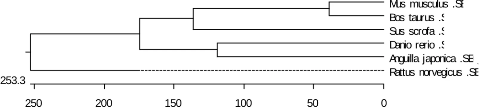 圖 14.Angiopoietin-1 之物種樹狀親緣分析 