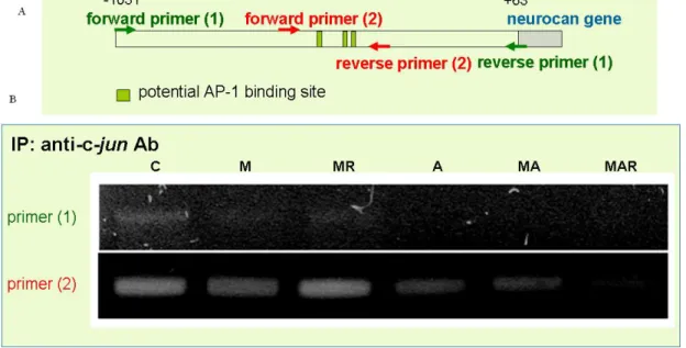 Figure 6. Effects of MP on the binding activity of c-jun to neurocan promoter in primary cultured  astrocytes