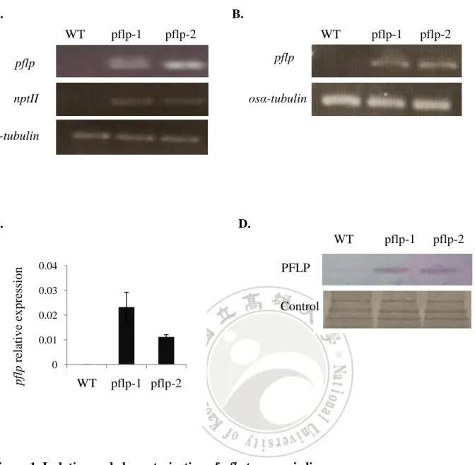 Figure 1. Isolation and characterization of pflp transgenic lines 