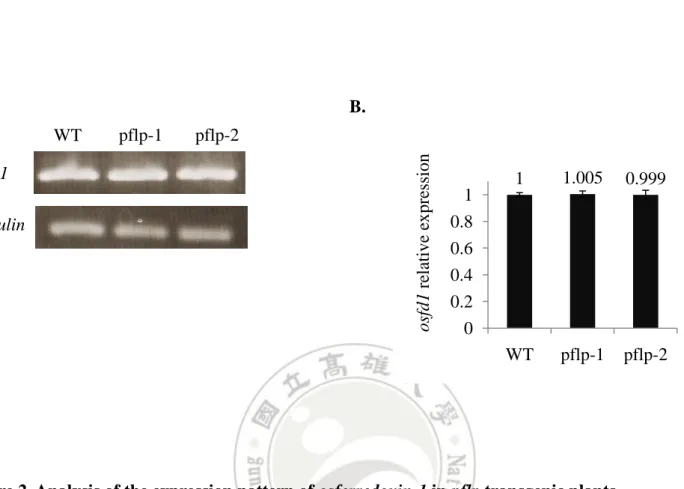Figure 2. Analysis of the expression pattern of osferredoxin-1 in pflp transgenic plants 
