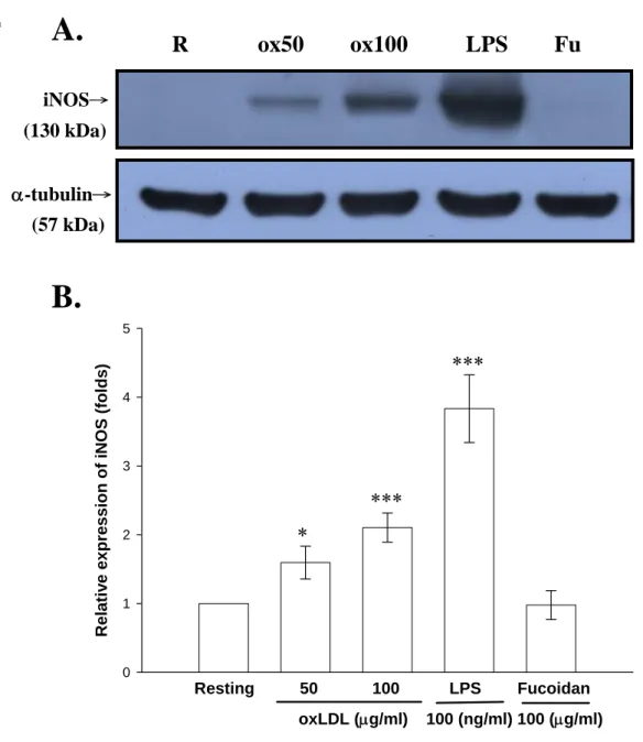 Figure 4. Effect of fucoidan, ox-LDL and LPS on expression of iNOS in BV-2 cells. BV-2 cells (2 × 10 5  cells/ml) were dispensed on 12-well  plates and treated with the indicated concentrations of ox-LDL (50 and  100 μg/ml), LPS (100 ng/ml) and fucoidan (1