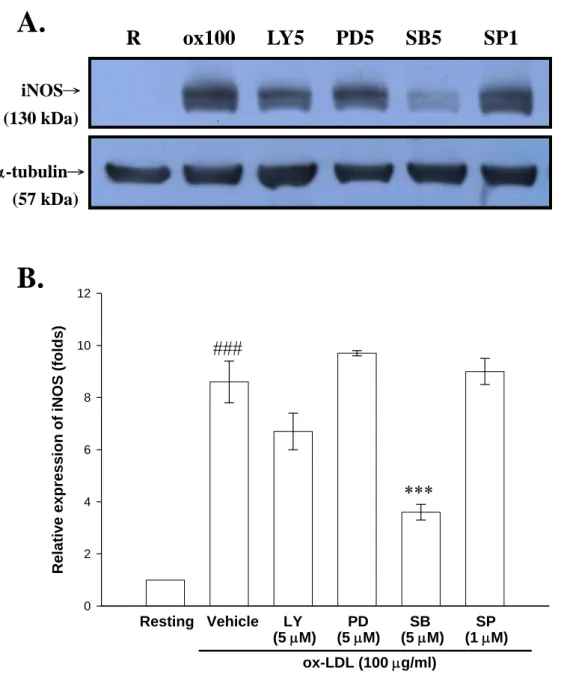 Figure 5. Effect of various inhibitors on ox-LDL-induced iNOS  expression.  BV-2 (2 × 10 5 cells/ml/well) were treated with solvent  vehicle (0.1% DMSO) or various inhibitors (LY294002, PD98059,  SB203580, SP60125) for 15 min followed by the addition of ox