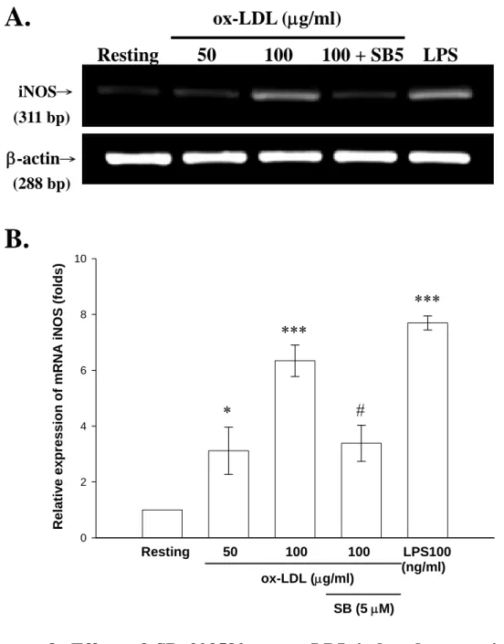 Figure 8. Effect of SB 203580 on ox-LDL-induced expression of  iNOS mRNA in BV-2 cells