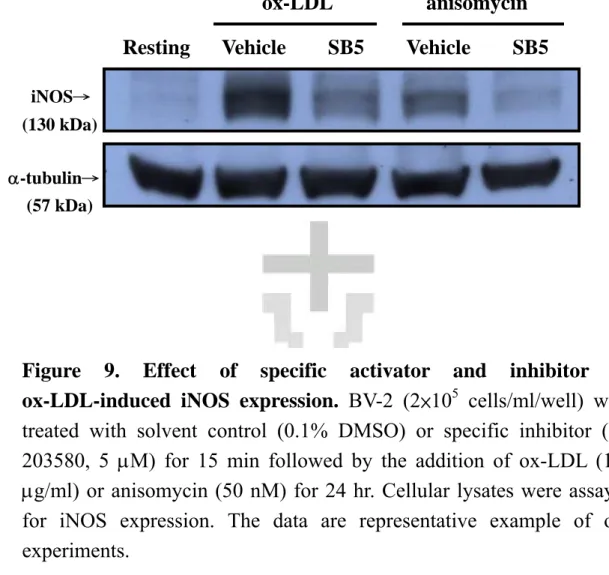 Figure 9. Effect of specific activator and inhibitor on ox-LDL-induced iNOS expression