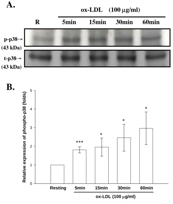 Figure 10.  Effect of ox-LDL on phosphorylation of p38 from BV-2  cells. BV-2 cells (2 × 10 5  cells/ml) were dispensed on 12-well plates and  treated with the indicated concentrations of ox-LDL (100 μg/ml) for  5,  15, 30, and 60 mins.Then the cell lysate