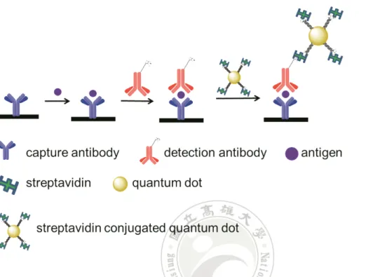 Figure  9.  Illustration  of immunoassay using quantum dots. The streptavidin  conjugated quantum dot is bound to a biotinylated antibody-antigen complex