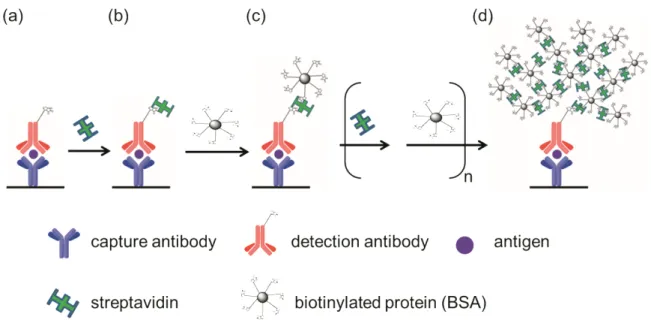 Figure  24.  Illustration of the SBPN method.  (a) The sandwich complex of  capture antibody-antigen-detection antibody is formed on a surface