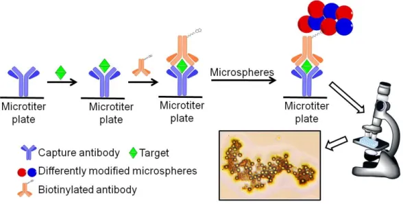 Figure 1. The illustration of the designed method which uses the self-assembled  microsphere to detect the targets on a microtiter plate