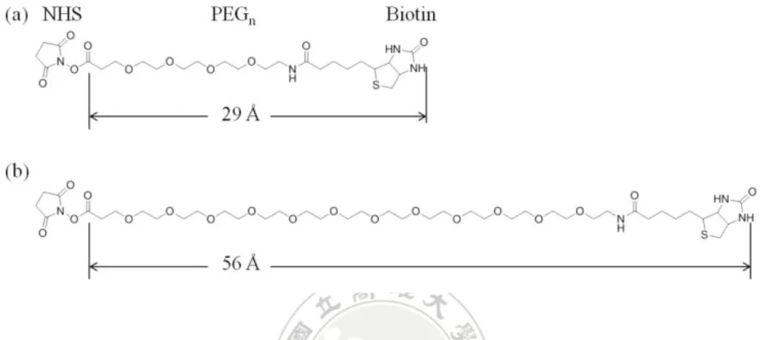 Figure 3. The structures of NHS-PEG n -Biotin with different PEG spacer arms. 