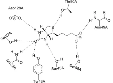 Figure  5.  The  interactions  between  biotin  and  streptavidin.  The  dissociation  constant  (K d )  of  the  biotin-streptavidin  complex  is  approximately  10 -14   mol  L -1 at pH 5