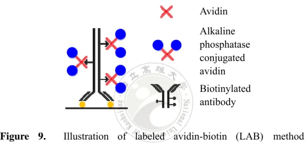 Figure 9.  Illustration of labeled avidin-biotin (LAB)  method. 