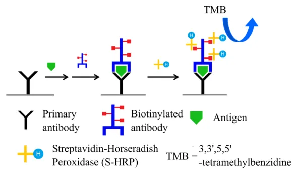 Figure 15.  The procedure of ELISA. Primary capture antibody was  coated on the microarray plate