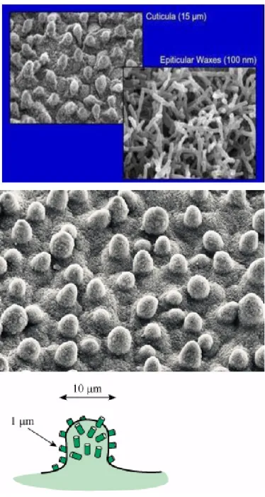 圖 1 具有微米級表皮細胞與奈米級蠟質結晶的蓮葉表面 SEM 圖 
